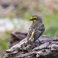 Serin du Mozambique Crithagra mozambica - Yellow-fronted Canary