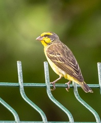 Serin du Mozambique Crithagra mozambica - Yellow-fronted Canary