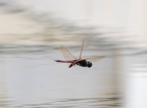 libellule : Trithemis annulata, Trithémis pourpré