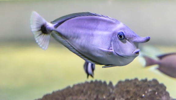Naso annulatus