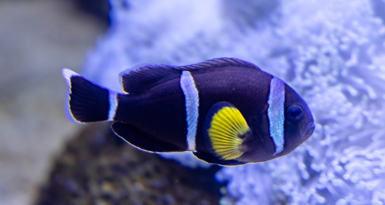 poisson-clown d'Allard  -  Amphiprion allardi