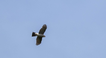 Épervier d'Europe Accipiter nisus - Eurasian Sparrowhawk