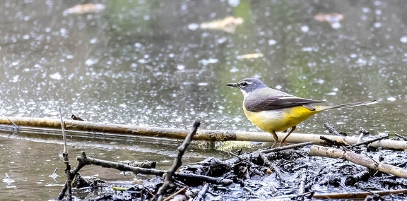  Bergeronnette des ruisseaux Motacilla cinerea - Grey Wagtail