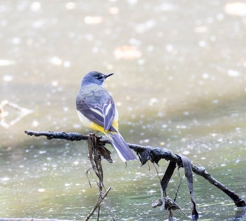  Bergeronnette des ruisseaux Motacilla cinerea - Grey Wagtail