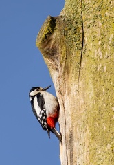 Pic épeiche Dendrocopos major - Great Spotted Woodpecker