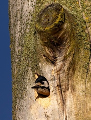 Pic épeiche Dendrocopos major - Great Spotted Woodpecker