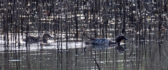 Sarcelle d'été Spatula querquedula - Garganey