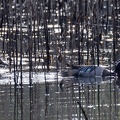 Sarcelle d'été Spatula querquedula - Garganey