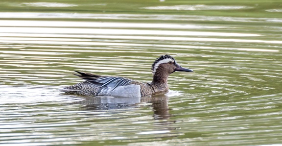 Sarcelle d'été Spatula querquedula - Garganey