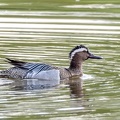 Sarcelle d'été Spatula querquedula - Garganey