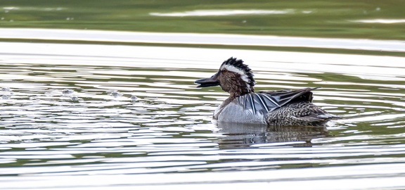 Sarcelle d'été Spatula querquedula - Garganey