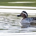 Sarcelle d'été Spatula querquedula - Garganey
