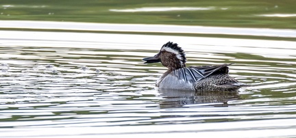 Sarcelle d'été Spatula querquedula - Garganey