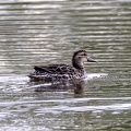 Sarcelle d'été Spatula querquedula - Garganey