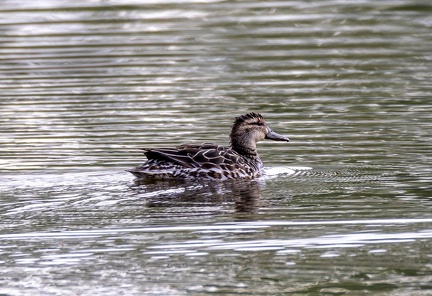 Sarcelle d'été Spatula querquedula - Garganey