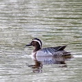 Sarcelle d'été Spatula querquedula - Garganey