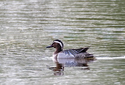 Sarcelle d'été Spatula querquedula - Garganey