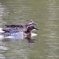 Sarcelle d'été Spatula querquedula - Garganey