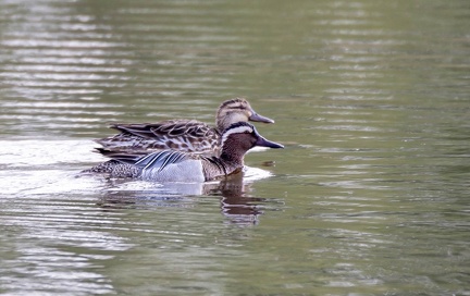Sarcelle d'été Spatula querquedula - Garganey
