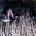 Sarcelle d'été Spatula querquedula - Garganey