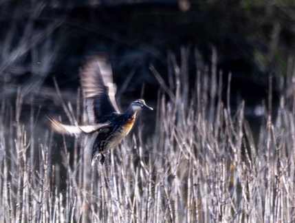 Sarcelle d'été Spatula querquedula - Garganey
