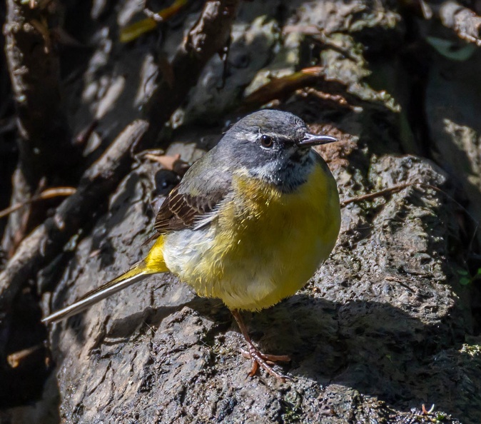 Bergeronnette des ruisseaux Motacilla cinerea - Grey Wagtail