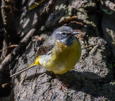 Bergeronnette des ruisseaux Motacilla cinerea - Grey Wagtail
