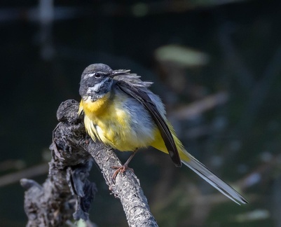 Bergeronnette des ruisseaux Motacilla cinerea - Grey Wagtail