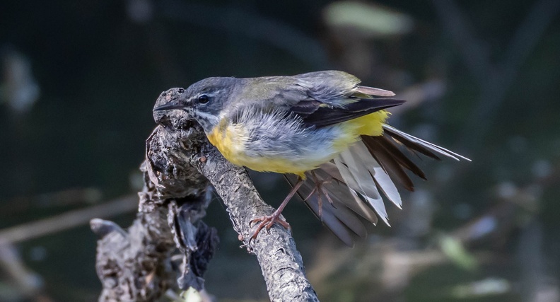 Bergeronnette des ruisseaux Motacilla cinerea - Grey Wagtail