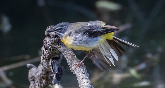 Bergeronnette des ruisseaux Motacilla cinerea - Grey Wagtail