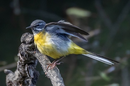Bergeronnette des ruisseaux Motacilla cinerea - Grey Wagtail