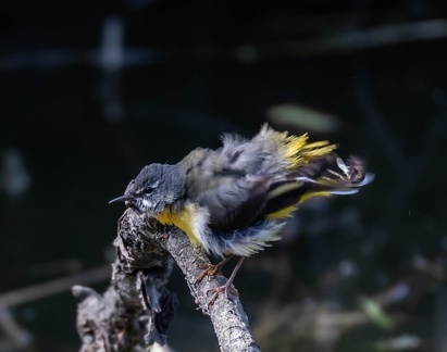 Bergeronnette des ruisseaux Motacilla cinerea - Grey Wagtail