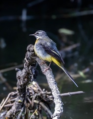 Bergeronnette des ruisseaux Motacilla cinerea - Grey Wagtail