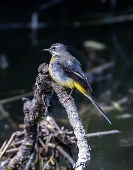 Bergeronnette des ruisseaux Motacilla cinerea - Grey Wagtail