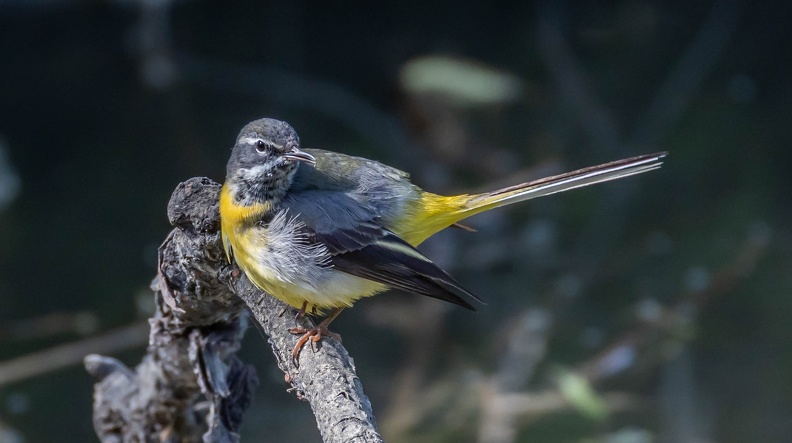 Bergeronnette des ruisseaux Motacilla cinerea - Grey Wagtail