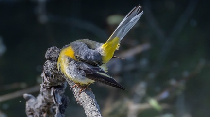 Bergeronnette des ruisseaux Motacilla cinerea - Grey Wagtail