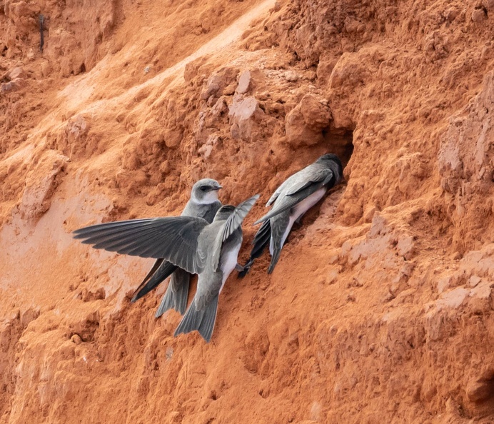Hirondelle de rivage Riparia riparia - Sand Martin
