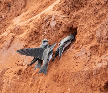 Hirondelle de rivage Riparia riparia - Sand Martin