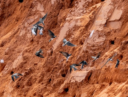 Hirondelle de rivage Riparia riparia - Sand Martin