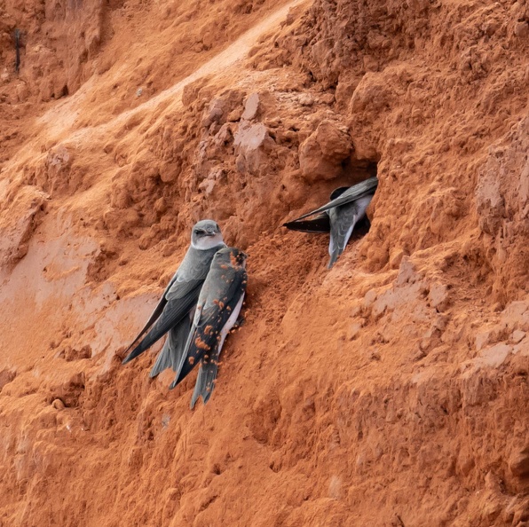Hirondelle de rivage Riparia riparia - Sand Martin