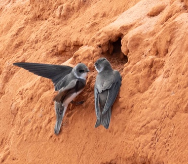 Hirondelle de rivage Riparia riparia - Sand Martin