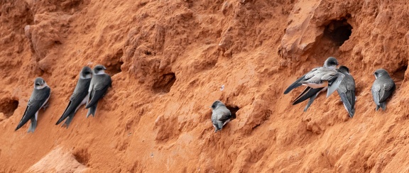 Hirondelle de rivage Riparia riparia - Sand Martin