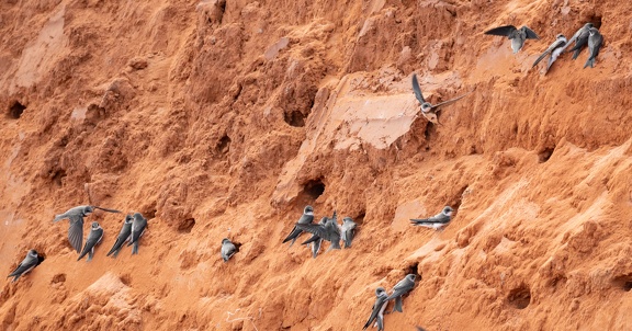 Hirondelle de rivage Riparia riparia - Sand Martin