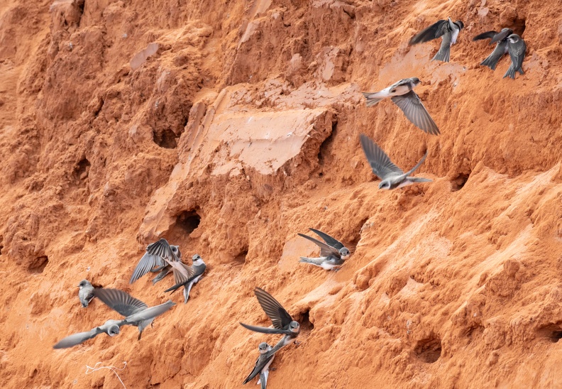 Hirondelle de rivage Riparia riparia - Sand Martin