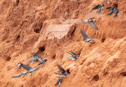 Hirondelle de rivage Riparia riparia - Sand Martin