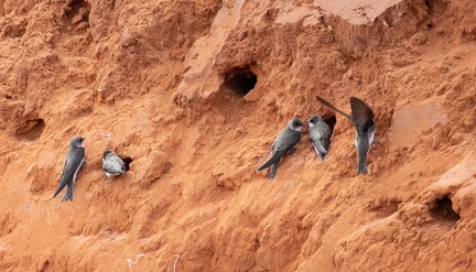 Hirondelle de rivage Riparia riparia - Sand Martin