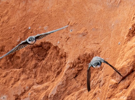 Hirondelle de rivage Riparia riparia - Sand Martin