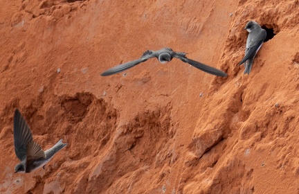 Hirondelle de rivage Riparia riparia - Sand Martin