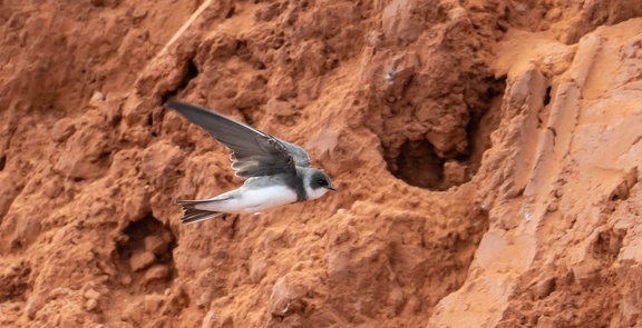 Hirondelle de rivage Riparia riparia - Sand Martin