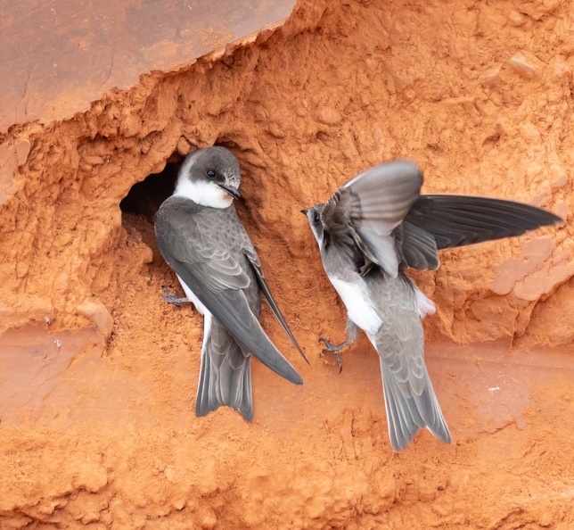 Hirondelle de rivage Riparia riparia - Sand Martin